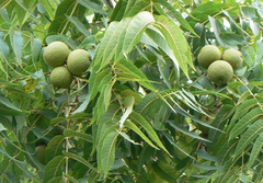 1 Black Walnut Tree - Juglans nigra | 12–24” Live Bare Root Plant | Hardy Native Nut Tree for Shade & Edible Landscapes