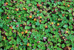 Rubus pentalobus Cuttings - 4 Count - Rooted Plants - Evergreen Ground Cover