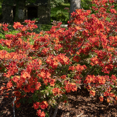 Fireball Azalea Rhododendron | Well-Rooted Starter Plant | Deciduous Shrub | Red Blooms | Outdoor Landscape Plant
