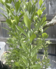 Pereskiopsis Cuttings, 10 Grafting Stock Stems, 2-4" Length, Fast-Growing Cactus Rootstock, USDA Zones 10-12
