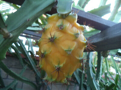 1 Yellow Dragon Fruit Palora Variety Fresh Cutting 3-4" for Rooting, Hylocereus megalanthus, Sweet Yellow Fruit, Tropical Plant Cutting