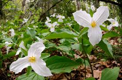 10 White Trillium Plants - Trillium grandiflorum | Bare Root Wildflower | Native Perennial for Shade Gardens & Woodlands