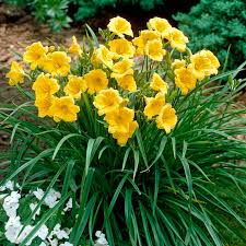 5 Stella D'Oro Daylily Plants - Bare Root Perennial | Mini Border Lily | Cold Hardy Yellow Blooms for Easy Landscaping