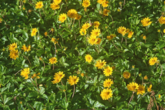 Wedelia Trilobata Plants, 100 Rooted Vines, Yellow-Orange Flowers, Ground Cover, USDA Zones 8-11, Fast Growing