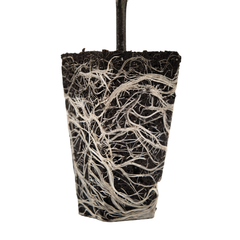 OrganiPlug Seed & Cutting Plugs - Pre-Filled Tray w/ 50 Tall Plugs - Single, Case, and Pallet