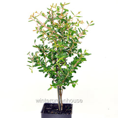 Dwarf Pomegranate Bonsai Tree - Punica granatum nana - Miniature Indoor Plant for Home & Garden Decoration