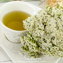 White Yarrow – 100 Seeds