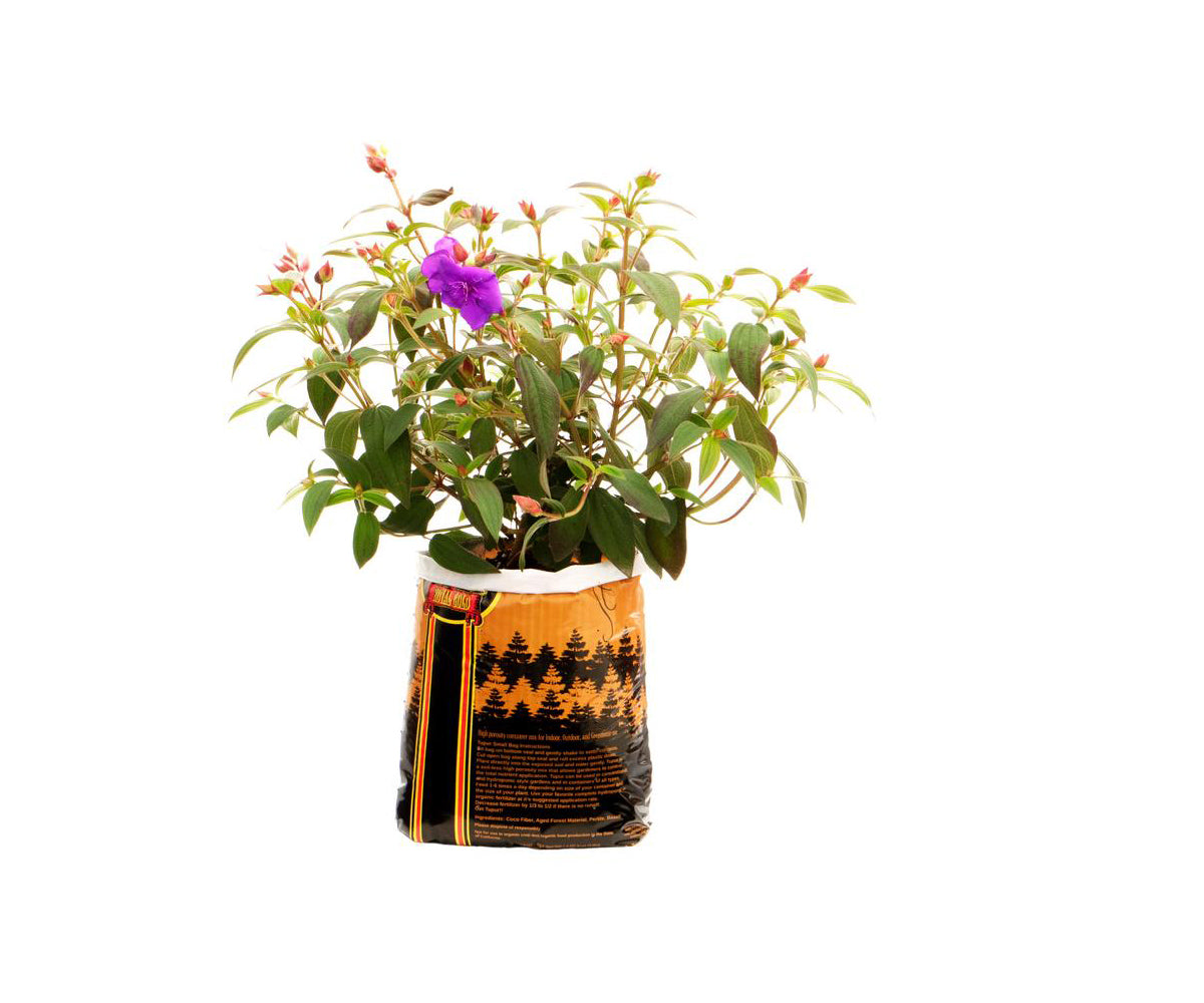 Royal Gold Tupur .75 cu ft (5 Gallon Plant in Bag)