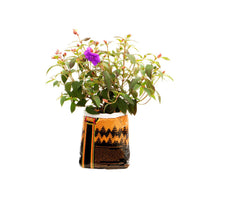 Royal Gold Tupur .75 cu ft (5 Gallon Plant in Bag)